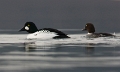 Brilduikers _ Feb. 2013 _ 04